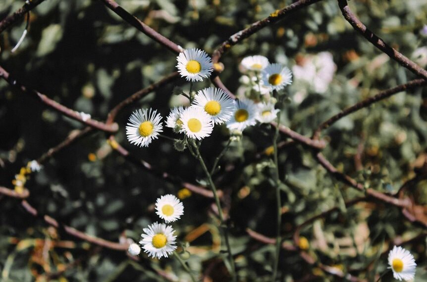 seo growth through link building